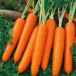 Carrot Scarlet Nantes Vegetable Seeds (daucus carota) 50+Seeds