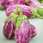 Eggplant, Listada de Gandia
