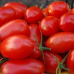 Juliet tomato – igardendaily