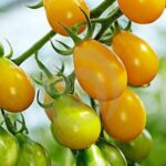 Organic Yellow Submarine Tomatoes Stock Photo - Image of ripe, solanaceous_ 19284970