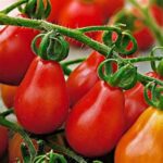 Red Pear Tomato - 25 Seeds