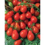 Red Pear Tomato Seeds Rare Seeds Heirloom Seeds - Etsy