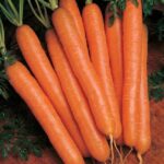 Scarlet Nantes Carrot Seeds, Sweet Crisp Carrot, Organic Carrot Seeds, Great for Freezing and Juicing, Tasty Carrot, Easy to Grow Carrots (1)