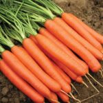 Scarlet Nantes Carrot Seeds, Sweet Crisp Carrot, Organic Carrot Seeds, Great for Freezing and Juicing, Tasty Carrot, Easy to Grow Carrots