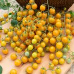 Tomate cerise jaune Cereza Amarilla BIO (1)