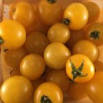 Tomate cerise jaune Galina (semences)