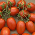 Tomate (tmatem) Romana - Tomate principalement de…