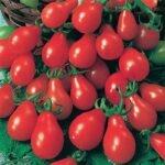 Tomato Red Pear HEIRLOOM 30+ Seeds 100% Organic Non GMO Grown In USA