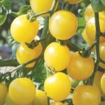 Tomato Seeds - Organic Varieties _ Johnny's Selected Seeds