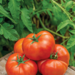 Tomato, SteakHouse Hybrid