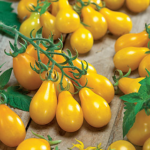 Yellow Pear Organic Tomato Seeds (1)