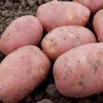 Купить клубни семенного картофеля в Краснодарском крае – доставка почтой, СДЭК